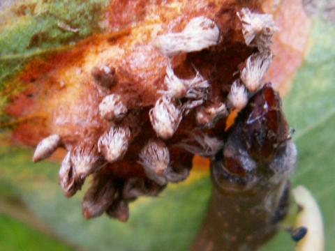 La rouille grillagée du poirier Rovilleverger